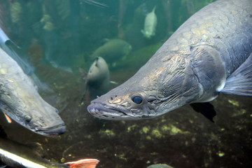 Arapaima im Zoo-Aquarium