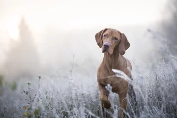 Keuken foto achterwand Hond Hongaarse jachthond in ijskoude wintertijd