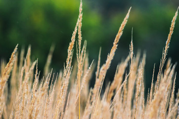 Autumn landscape from the dry stalks of tall grass and tree branches in the background © v_sot