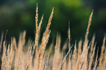 Fototapeta premium Autumn landscape from the dry stalks of tall grass and tree branches in the background
