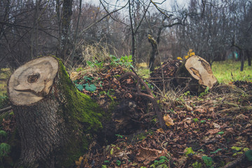 A fallen tree is rotting in the middle of the forest