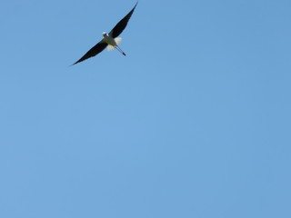 Fototapeta premium Himantopus himantopus