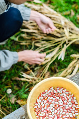 Young Woman Hands Takes Out a Kidney Beans