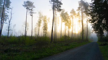 Obraz premium Wonderful morning mood in a quiet forest with the first rays of sun shining through the trees
