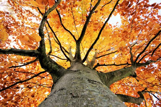 Baum im Herbst