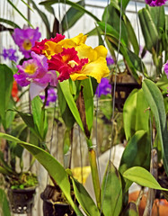 Colorful Orchid Flowers with Green Leaves