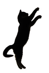 black and white silhouette of little kitten jumping upwards on white isolated background