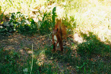 The running of the red squirrel in the park.
