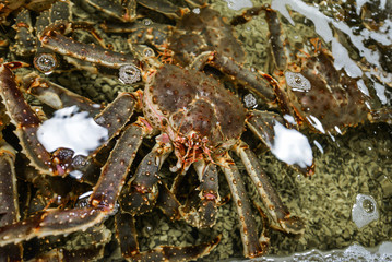 Giant Japanese spider crab (Macrocheira kaempferi)