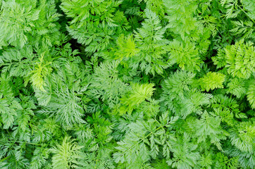 carrot plants, top view