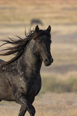 Fototapeta na wymiar Wild Horse Stallion