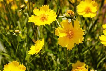 Namakwaland flowers