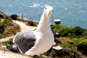 Obraz premium Seagull bird standing on his feet and attentively looking at the camera