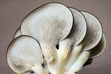 Oyster Mushrooms