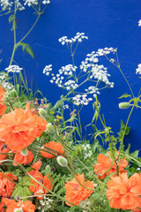 Blaue Hauswand mit orangen Mohnblumen im Vorgarten 