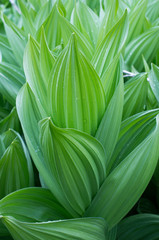 Veratrum