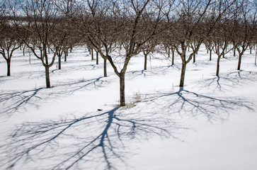 Fototapeta na wymiar Winter Orchard