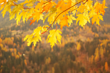 Fototapeta na wymiar autumn leaves frame