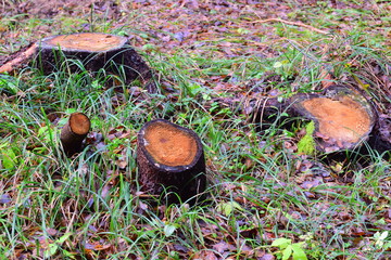 Four stumps in a glade in the forest.