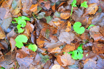 Spring is autumn.