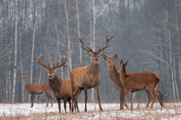 Naklejka na ściany i meble Red Deer Stag In Winter. Winter Wildlife Landscape With Herd Of Deer (Cervus Elaphus). Deer With Large Branched Horns On The Background Of Winter Forest. Stag Close-Up, Artistic View. Trophy Deer
