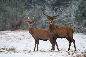 Winter Wildlife Landscape With Two Noble Deer (Cervus elaphus). Deer With Careful Look And Large Branched Horns On The Background Of Snow-Covered Birch Forest. Stag Close-Up, Artistic View.