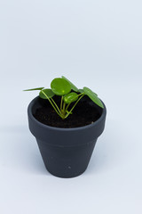 Pilea peperomioides, money plant, baby. Isolated plant in ceramic pot. White background.