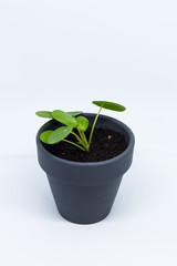 Pilea peperomioides, money plant, baby. Isolated plant in ceramic pot. White background.