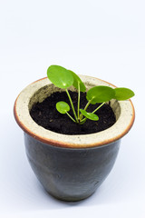 Pilea peperomioides, money plant, baby. Isolated plant in ceramic pot. White background.