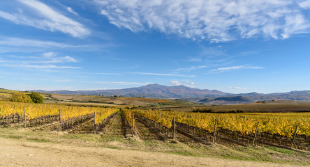 Obraz premium vineyard in autumn near Montalcino, Siena province, tuscany, Italy
