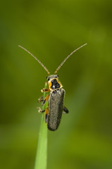 Cantharis nigricans