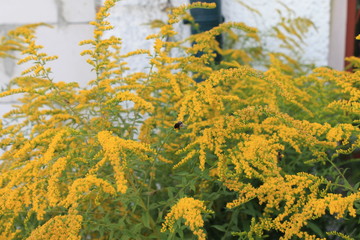 Biene bestäubt Blumen