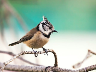 Gros plan sur un oiseau: M&eacute;sange hupp&eacute;e- Lophophanes cristatus - European Crested Tit
