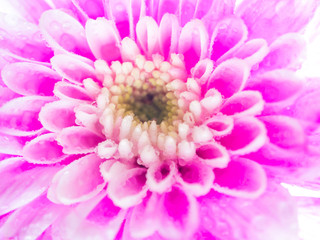 Close up Pink chrysanthemum flower on white background, shallow depth of field