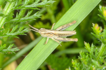 Grasshopper