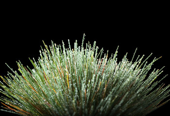 Naklejka na ściany i meble Water drops on grass tussock