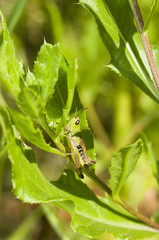 Grasshopper