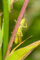 Grasshopper
