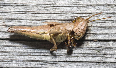 Grasshopper