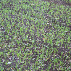 Giovani piante di cereale nel campo in inverno