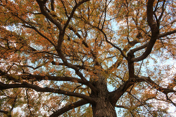 ginko biloba in autunno