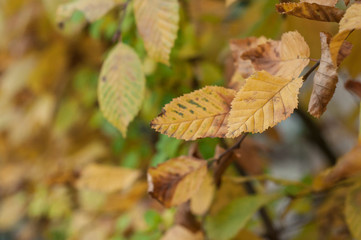 détail feuilles de charme en automne