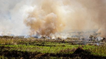 Fototapeta na wymiar Slash and burn agriculture in murchison park, or fire fallow cultivation,is a farming method that involves the cutting and burning of plants in a forest or woodland to create a field called a swidden