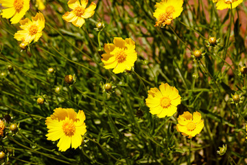 Fototapeta premium Yellow daisy meadow against a blue sky in Namakwaland