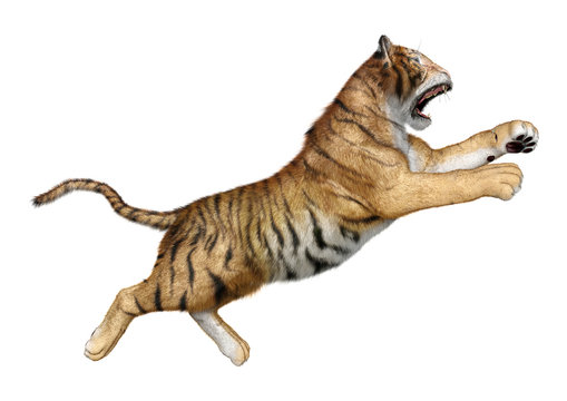 3D Rendering Big Cat Tiger on White