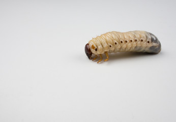 cockchafer in white background