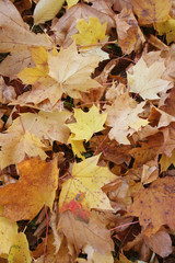 Mucchio di foglie secche in autunno in giardino