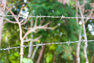 Barbed wire in a fores