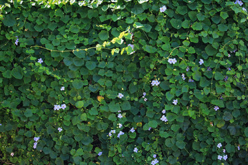 Background of blue trumpet vine flower