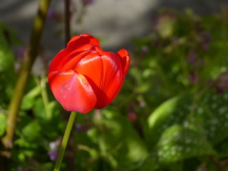 Wild spring farm garden nature - Wilde Bauerngarden Natur - Landleben - landlife -  in Aurich Ostfriesland North Sea Nordsee ... :-)